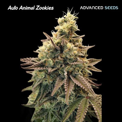 Auto Animal Zookies - Advanced Seeds