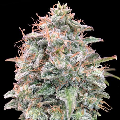 Bruce Banner - Advanced Seeds