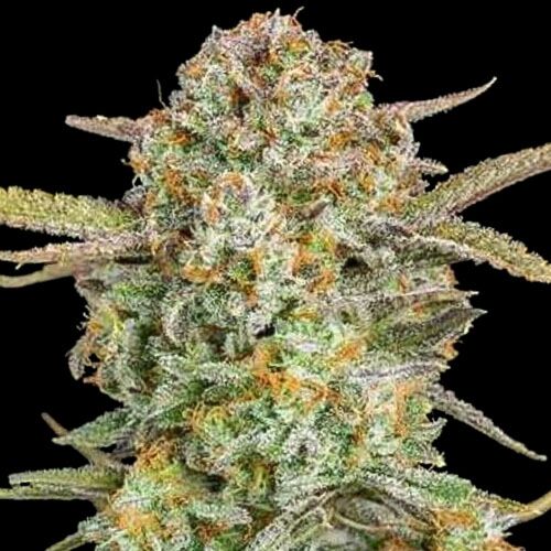 Auto Bruce Banner XXL - Advanced Seeds