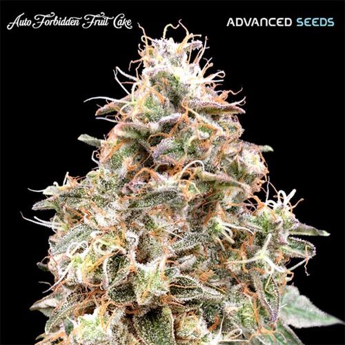 Auto Forbidden Fruit Cake - Advanced Seeds