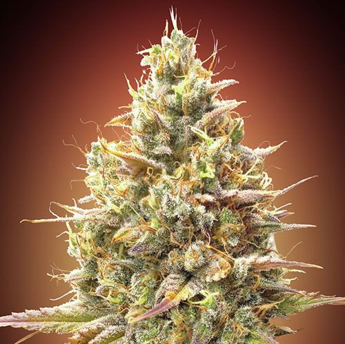 Auto Strawberry Banana - Advanced Seeds