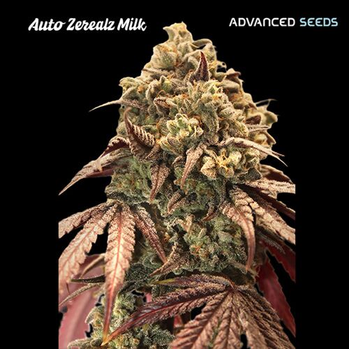 Auto Zerealz Milk - Advanced Seeds