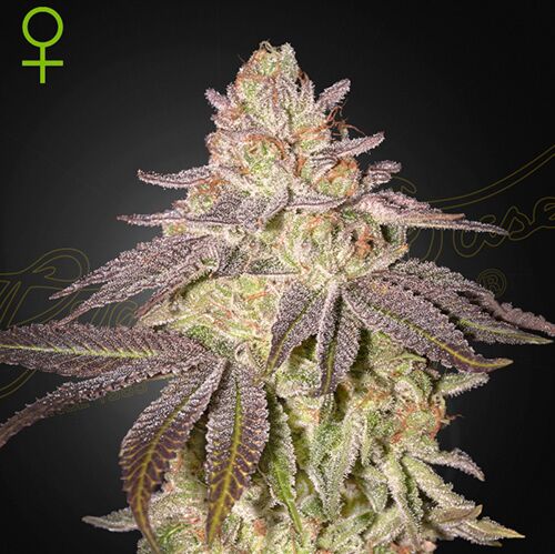 Black Toffee Auto - Green House Seeds