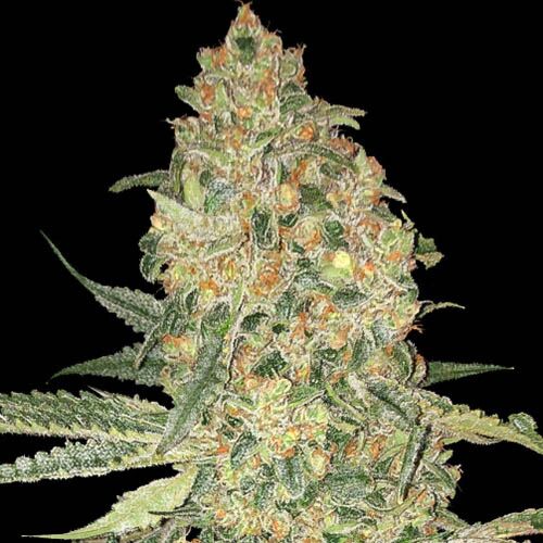 Bruce Banner - Advanced Seeds