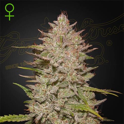 Chemical Candy Auto - Green House Seeds