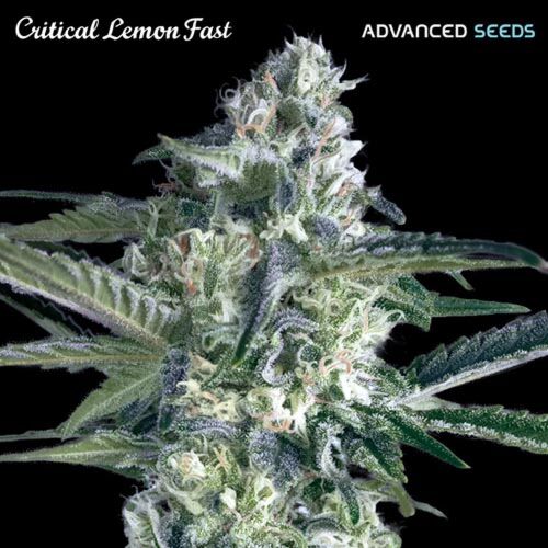 Critical Lemon Fast - Advanced Seeds