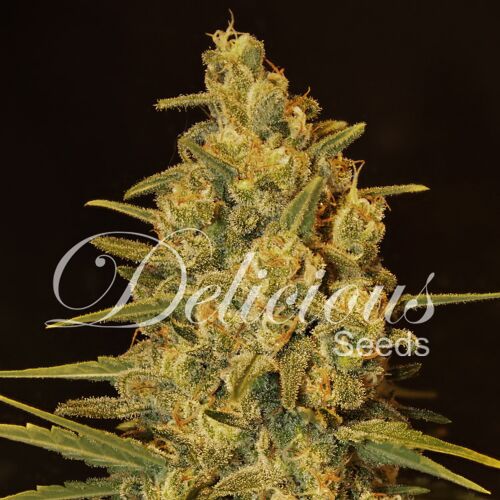 Critical Sensi Star - Delicious Seeds