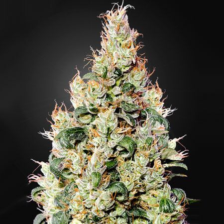 Exodus Cheese Autoflowering CBD - Green House Seeds