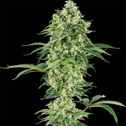 Nicole Hindu Kush - White Label Seeds