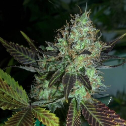 Lucid Bolt - Paradise Seeds