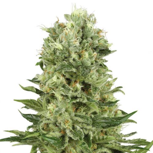 Skunk Automatic - White Label autoflower