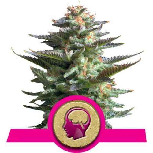 Amnesia Haze Top - Royal Queen Seeds