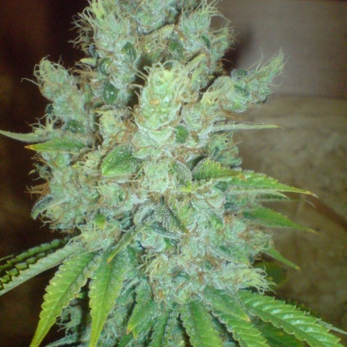 Mooie toppen van de Blue Cheese wietplant van Big Buddha Seeds.