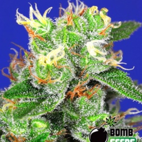 Medi Bomb #2 - Bomb Seeds