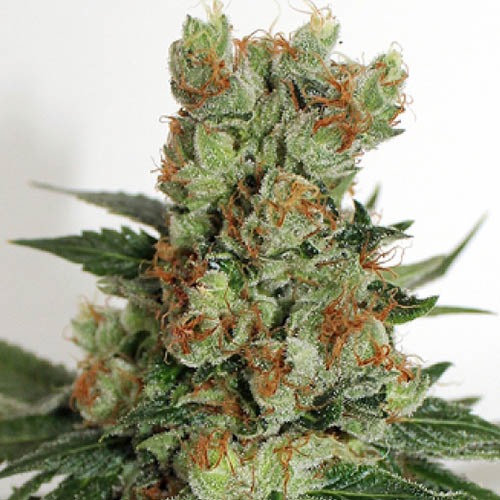 Fuel OG - Ripper Seeds