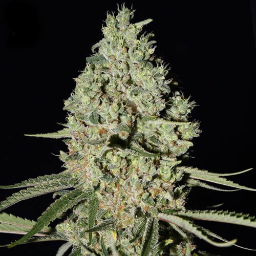 Super Critical - Green House Seeds