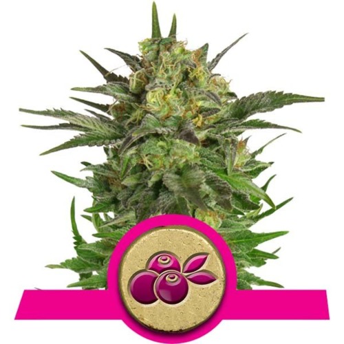 Haze Berry - Royal Queen Seeds feminised wietplant