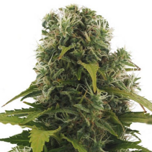 High Density Auto - Heavyweight Seeds