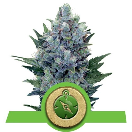 Northern Light Automatic strain - Royal Queen Seeds