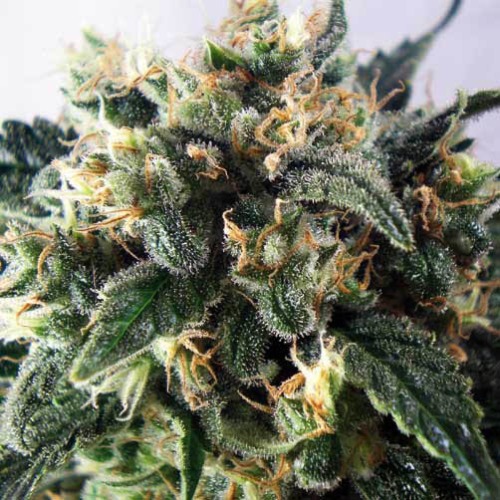 Super Cheese Express - Positronics Seeds Close up