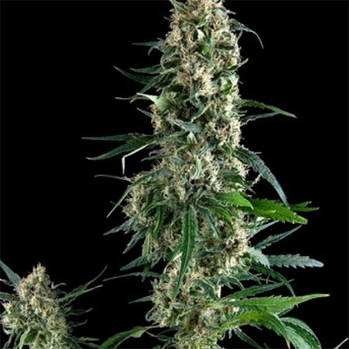 Amnesia Gold - Pyramid Seeds