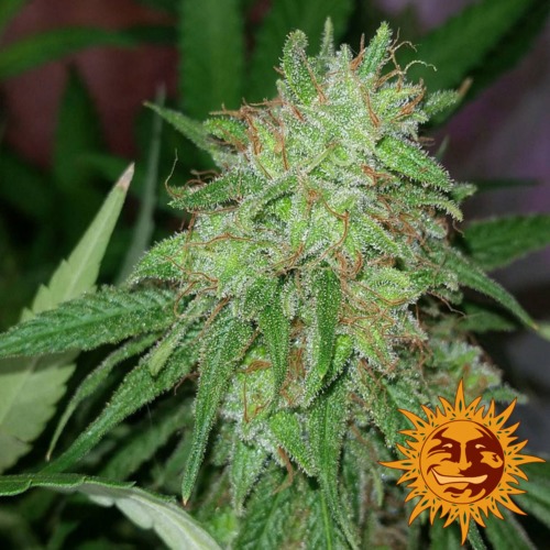 Tangerine Dream cannabis plant van Barney's Farm