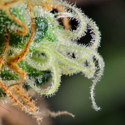 Close-up van een cannabis indica wiettop